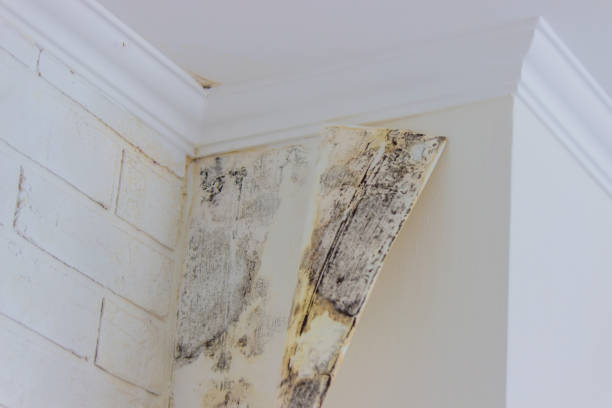 Best Emergency Mold Remediation  in Mishawaka, IN